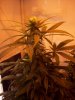 Chem Dog 91 & Querkle 010.jpg