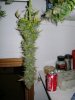 DSC01710.jpg