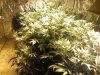 5weeks_flower3.jpg