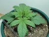 bonusagricola-albums-sun-hut-grow-1-picture98125-a.jpg