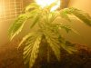 plant2.jpg