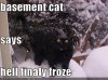 funny-pictures-basement-cat-is-very-cold.jpg