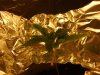 my cfl grow 009.JPG