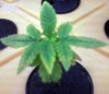 spl1-albums-thc-bomb-picture97717-thc-bomb-week-3-plant.jpg