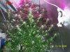 6 weeks flowering 019 630x472.jpg