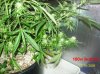 6 weeks flowering 028 630x472.jpg