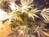 49_days_flowering_5.jpg