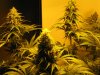 start of week five flowering 001.jpg
