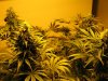 start of week five flowering 002.jpg