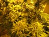 start of week five flowering 007.jpg