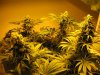 start of week five flowering 008.jpg
