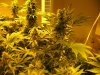 start of week five flowering 009.jpg