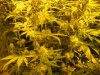 start of week five flowering 011.jpg