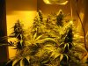 start of week five flowering 012.jpg
