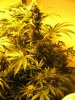 start of week five flowering 013.jpg