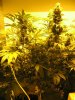 start of week five flowering 014.jpg