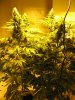 start of week five flowering 015.jpg