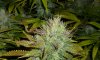 Querkle Day 48 - 2.JPG