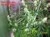 6 weeks flowering 016 640x479.jpg