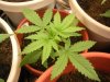 superskunk canopy.jpg