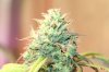 LED bud2.jpg