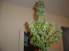 DSC02417.jpg