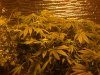 2 week perpetual harvest 007.jpg