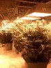 42_days_flowering2.jpg