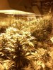 42_days_flowering5.jpg