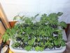 20091223-Clones.jpg