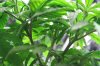 1st grow 002.jpg