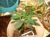 my cfl grow 001.JPG