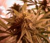 day 43 bud -dec23.jpg