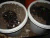 My grow 004.jpg