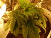 my cfl grow 002.JPG