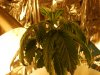 my cfl grow 003.JPG