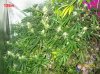 7 weeks flowering 029 630x472.jpg