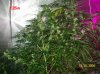 7 weeks flowering 032 630x472.jpg