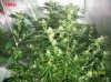 7 weeks flowering 034 630x472.jpg