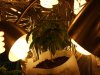 my cfl grow 001.JPG