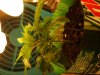 my cfl grow 003.JPG