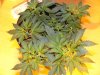 bagseed flower.jpg