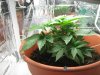 Plant-22.JPG
