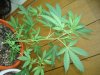 My grow 001.jpg