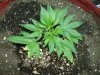 My grow 011.jpg