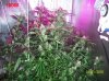 8 weeks flowering 009 600x449.jpg