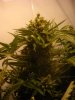 Lemon Skunk.JPG