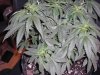 grow 4 days of flowering 002.jpg