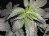 grow 4 days of flowering 003.jpg