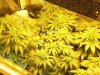 grow 4 days of flowering 005.jpg